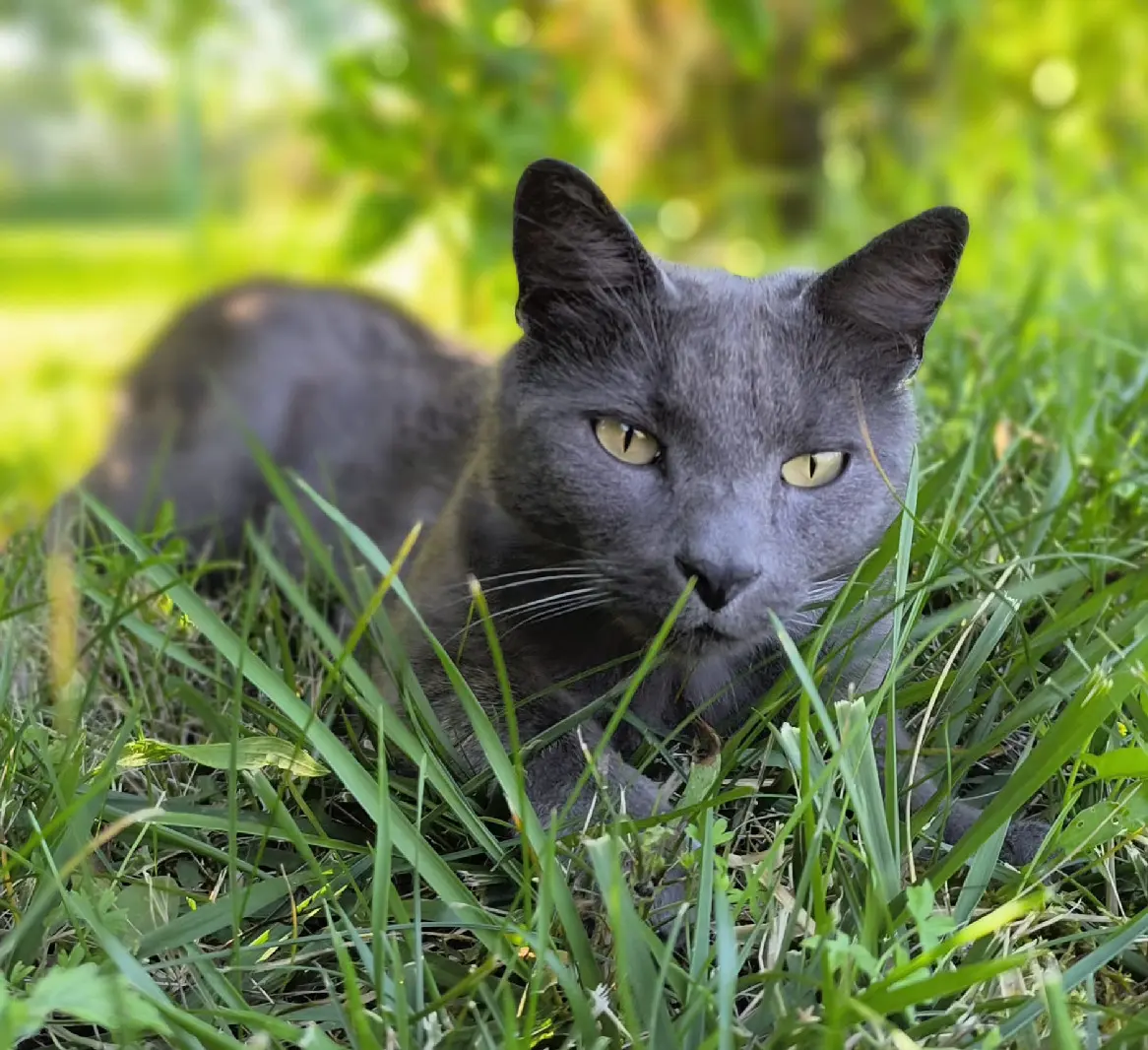 Chat Perdu 52 Haute-Marne - Grisouille