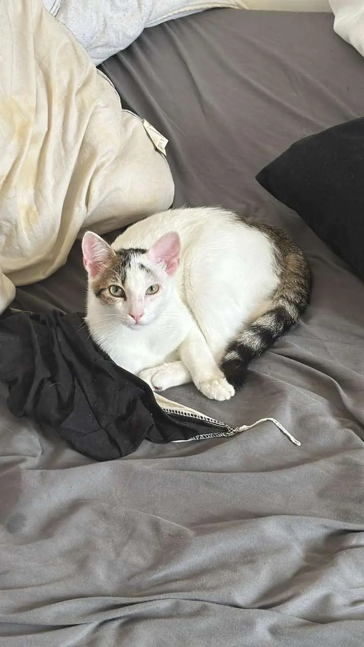 cat lost  R 34 53640 Champéon Casper 