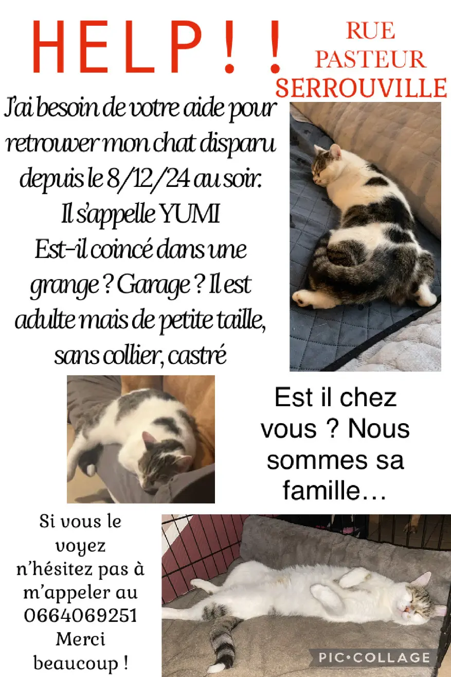 Chat Perdu 54 Meurthe-et-Moselle - Yumi