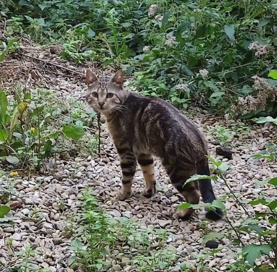 Chat Perdu 55 Meuse - Baba