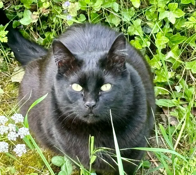 cat lost    Metz Cachou