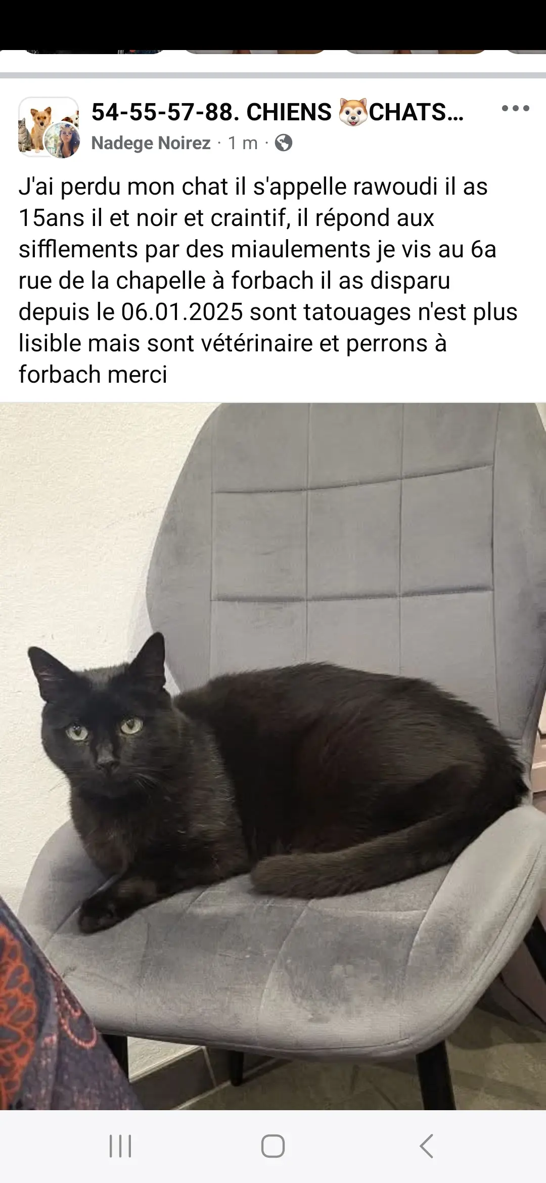 cat lost  Avenue Saint-Rémy 57600 Forbach Rawoudi 