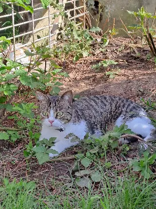 Chat Perdu 57 Moselle - Thor