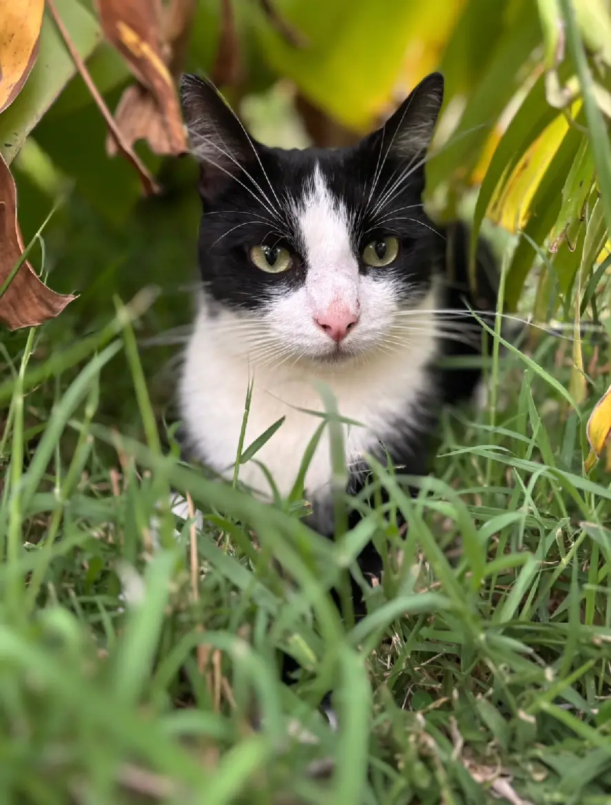 Chat Perdu 59 Nord Lille - Raoul