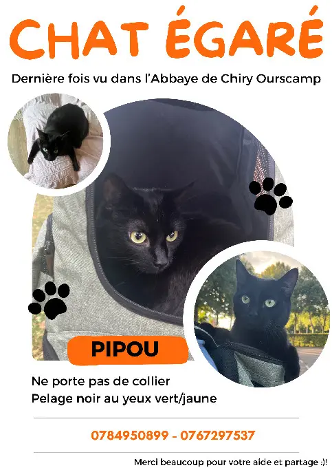 Chat Perdu 60 Oise - Pipou