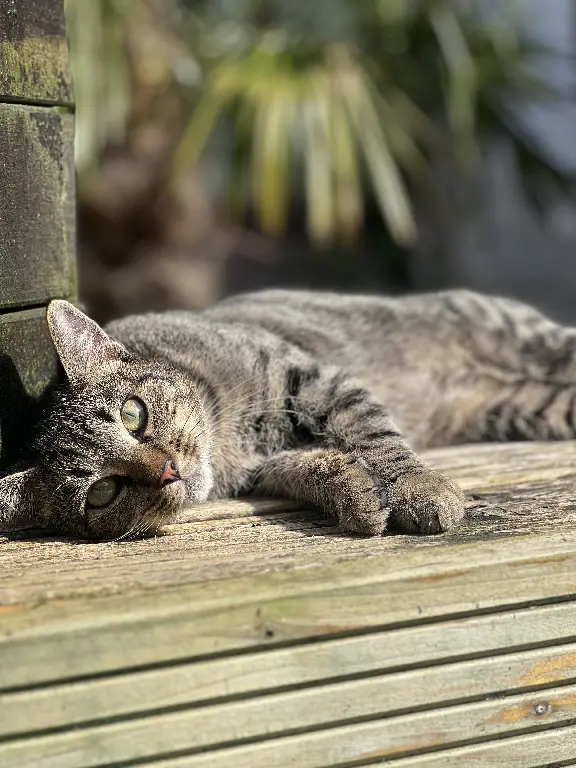 Chat Perdu 62 Pas-de-Calais - Junior