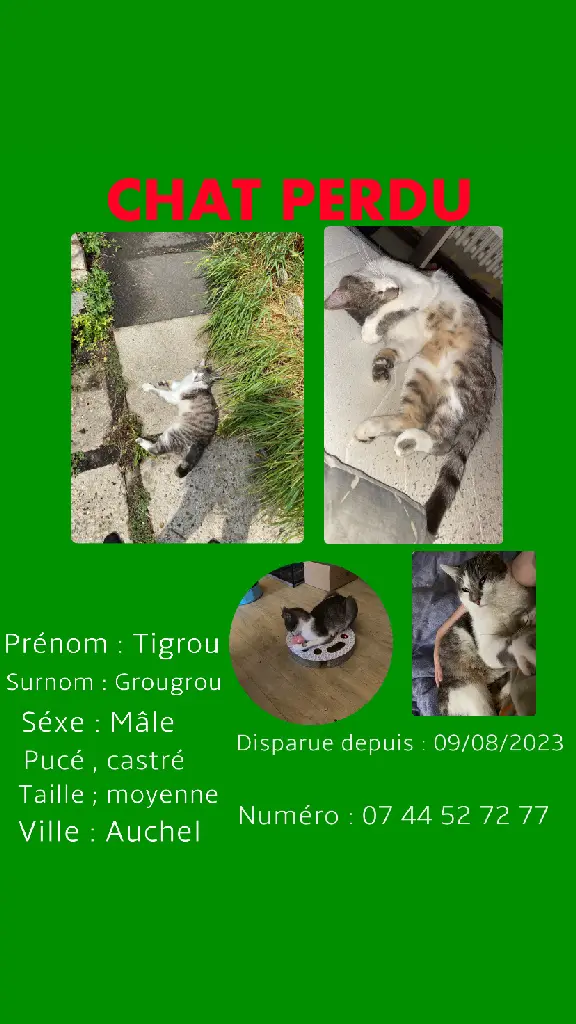 Chat Perdu 62 Pas-de-Calais - Tigrou