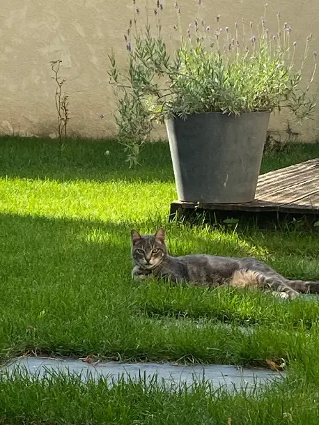 Chat Perdu 63 Puy-de-Dôme