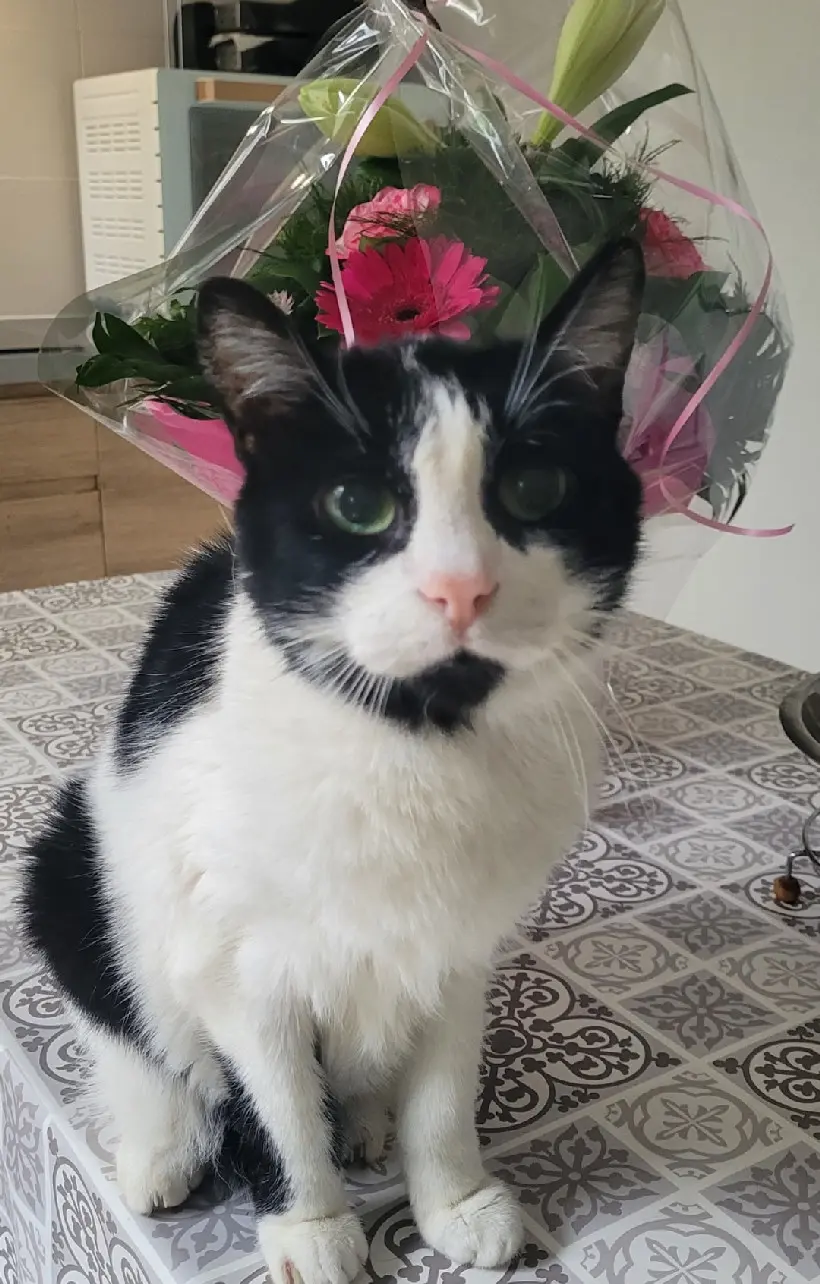 cat lost 19 Rue Maurice Barrès 66000 Perpignan 