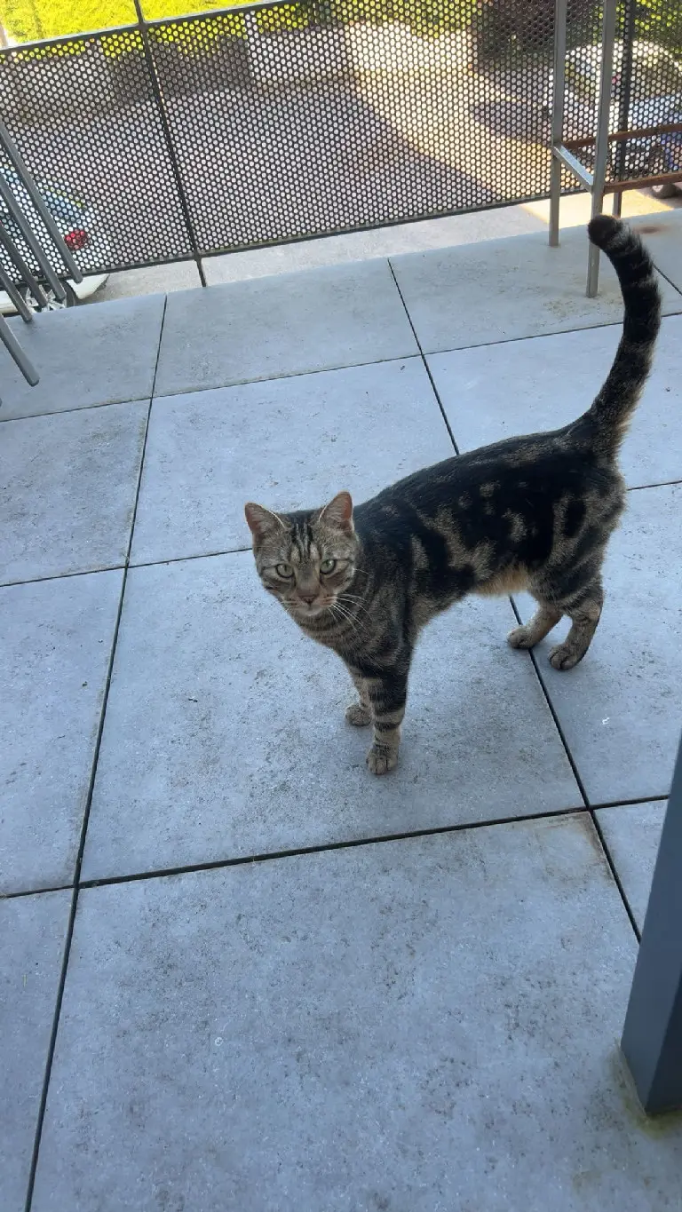 cat lost 29 Rue de la Source 67280 Oberhaslach Loki 