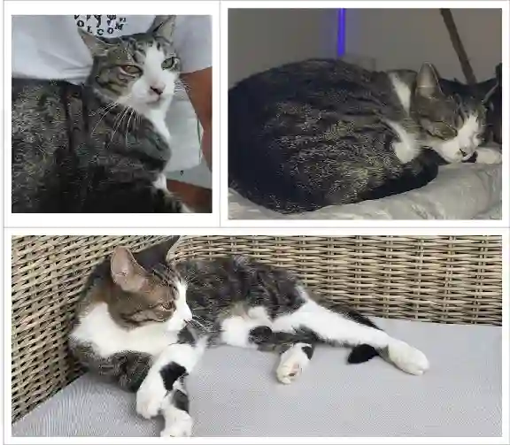 Chat Perdu 67 Bas-Rhin Strasbourg - Enos