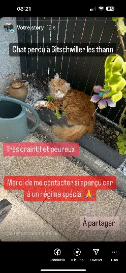 Chat Perdu 68 Haut-Rhin