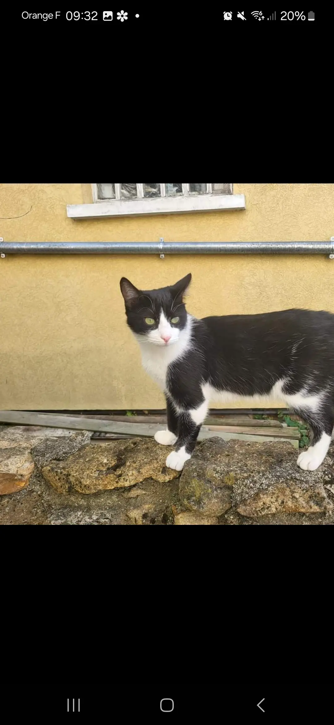 cat lost  Domaine des Trois Lys 68127 Biltzheim Speedy