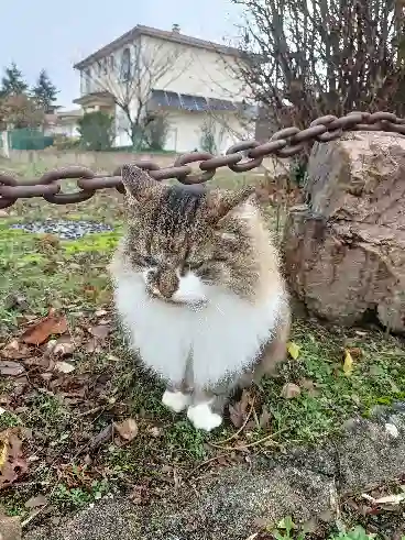 Chat Perdu 69 Rhône - Ganja