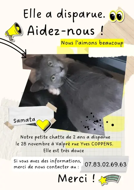 cat lost   69220 Belleville-en-Beaujolais SAMATA