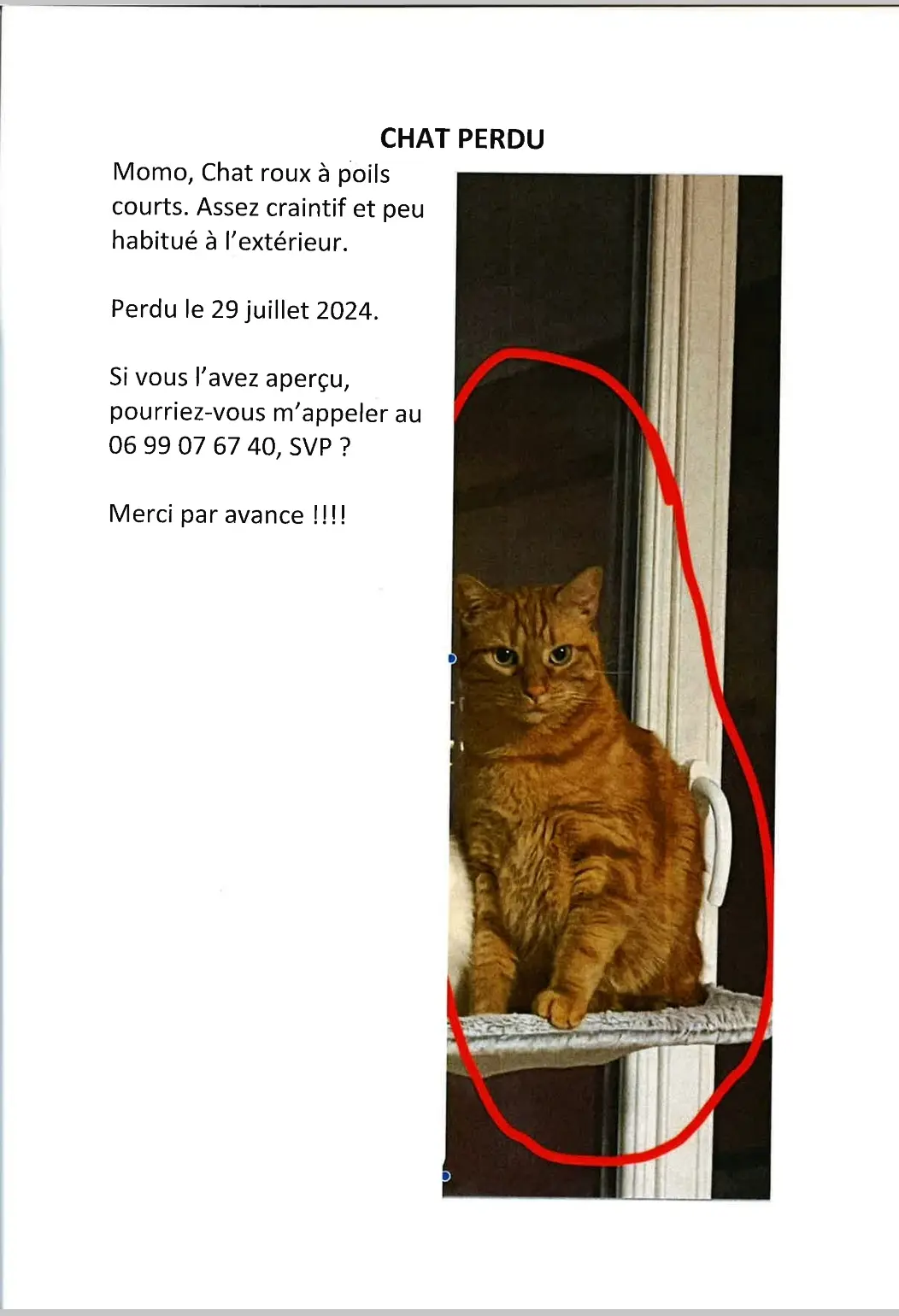 Chat Perdu 75C Paris - Momo