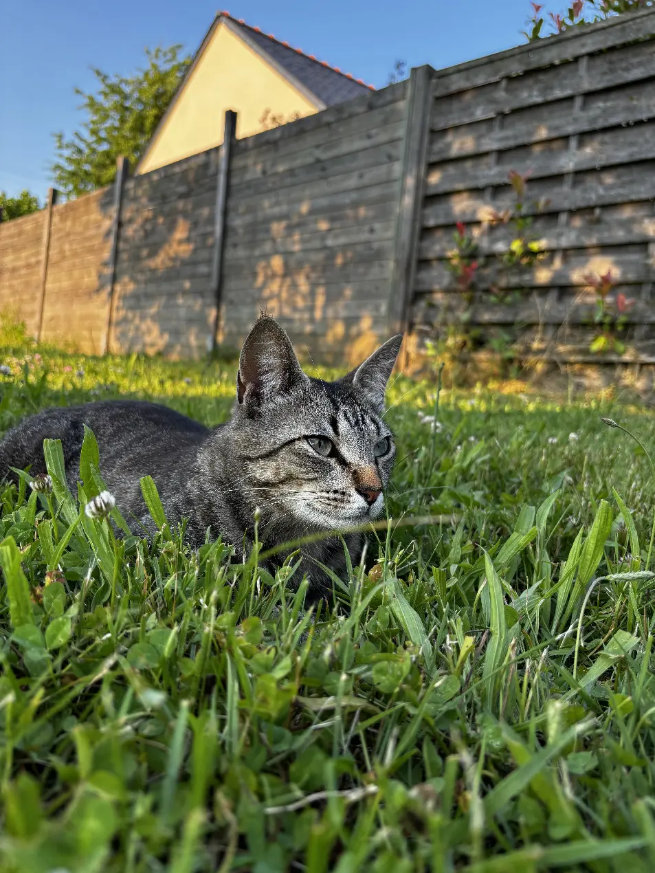 Chat Perdu 76 Seine-Maritime