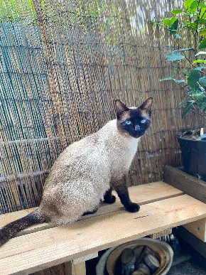 Chat Perdu 77 Seine-et-Marne - Björn