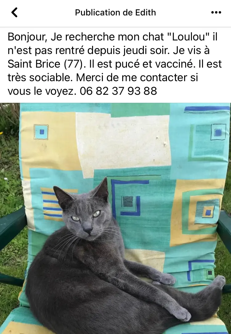 Chat Perdu 77 Seine-et-Marne - Loulou