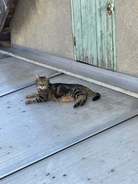 Chat Perdu 77 Seine-et-Marne - Meyko