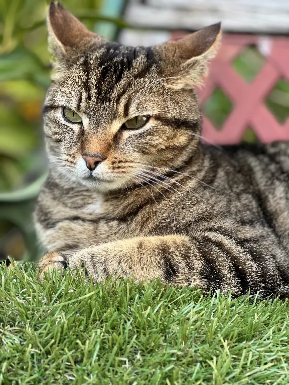 Chat Perdu 77 Seine-et-Marne - Mimi