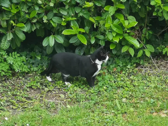 Chat Perdu 77 Seine-et-Marne - Tiboun