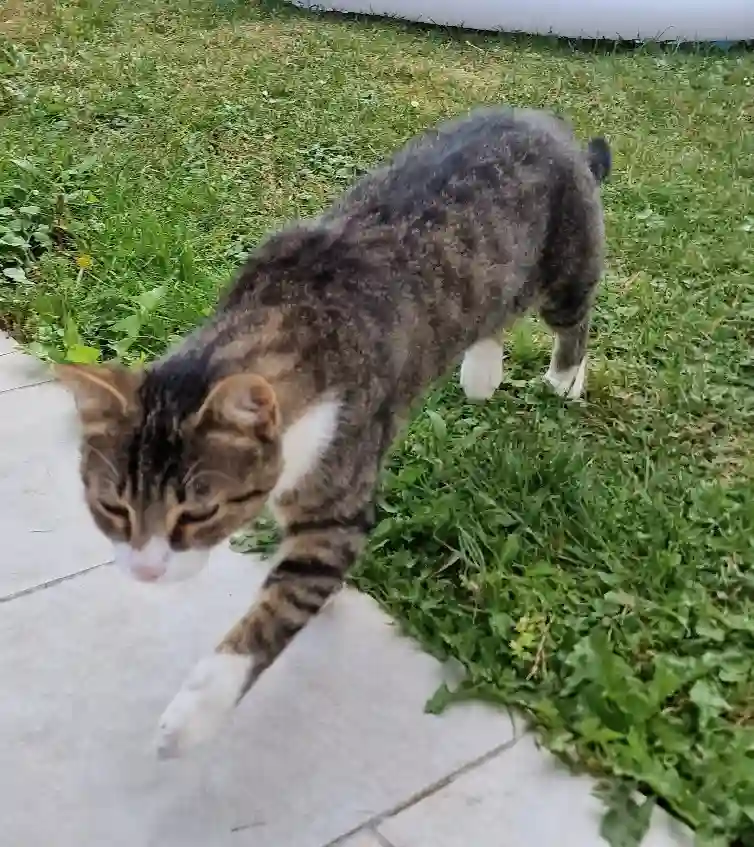 Chat Perdu 80 Somme - Cookie