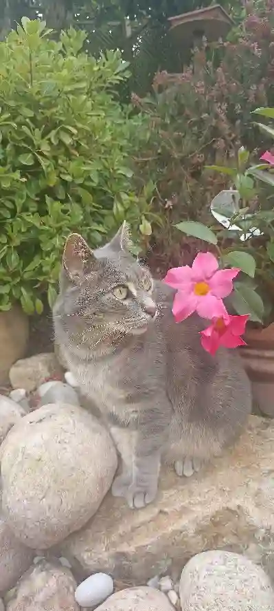 Chat Perdu 85 Vendée - Loulou