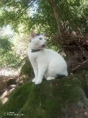 Chat Perdu 85 Vendée - Mimi