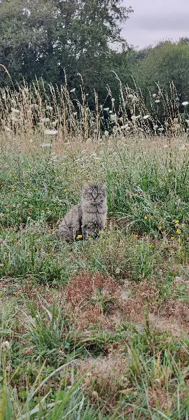 Chat Perdu 85 Vendée Sèvremont - Tulio