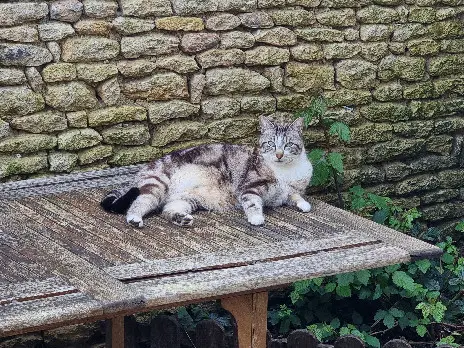 Chat Perdu 85 Vendée