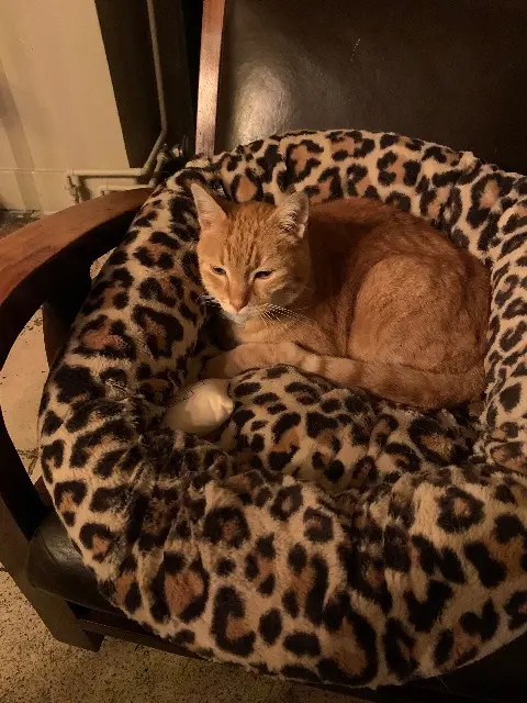 cat lost   89800 Chablis Caramel