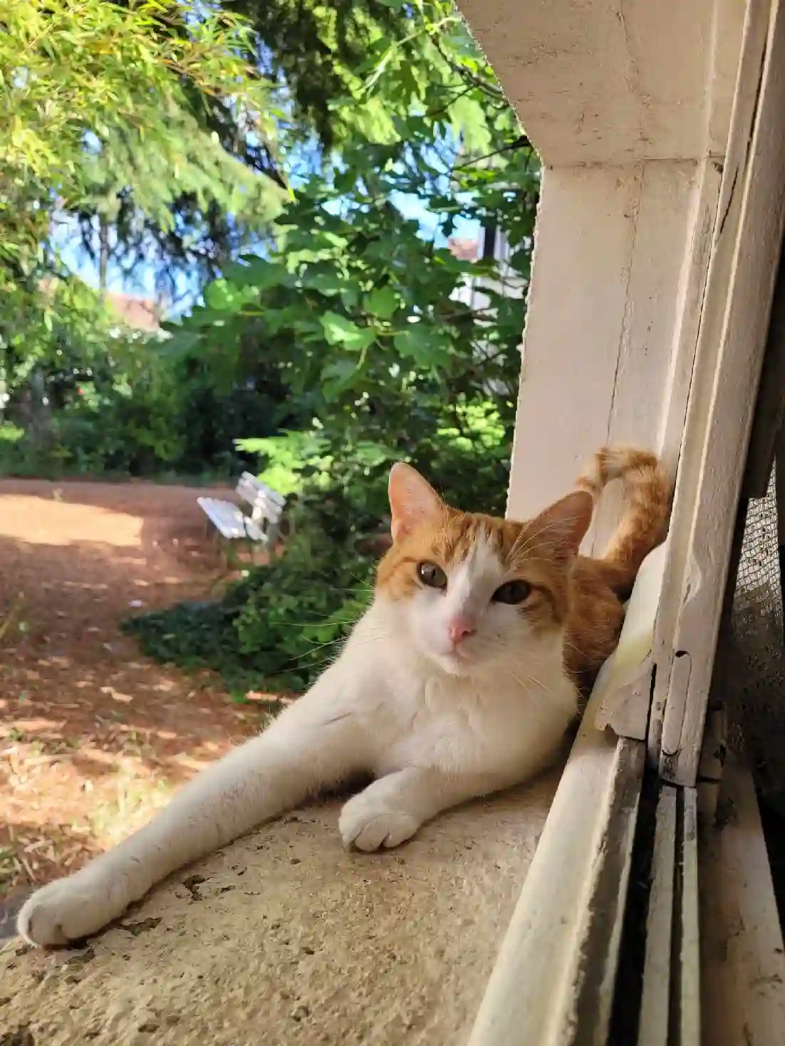 Chat Perdu 91 Essonne - Skippy