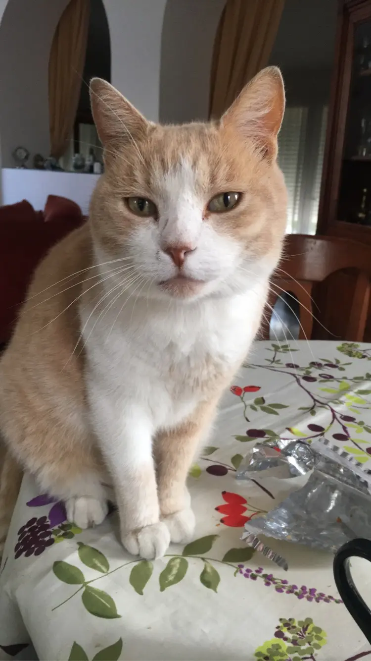 cat lost 21 Rue Pierre Brossolette 92500 Rueil-Malmaison Gimmick