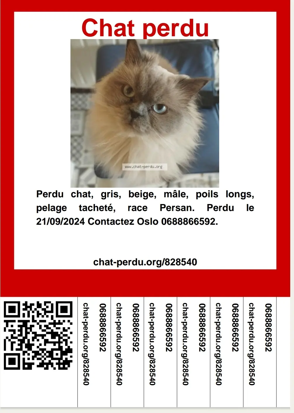 Chat Perdu 92 Hauts-de-Seine - Oslo