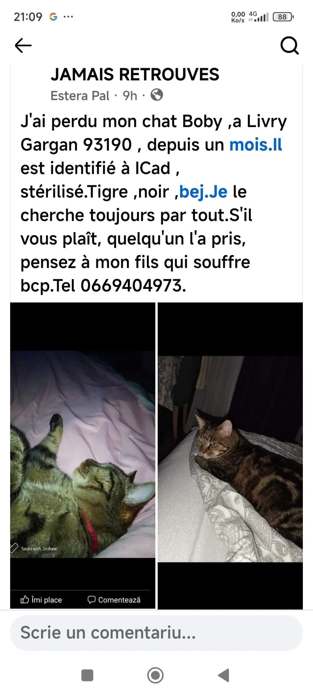 cat lost  Allée Jules Ladoumègue 93190 Livry-Gargan Boby