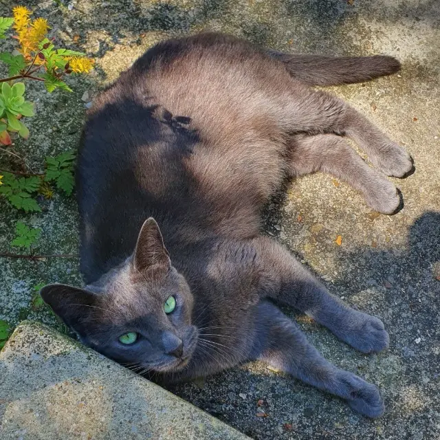 cat lost   94190 Villeneuve-Saint-Georges Saké