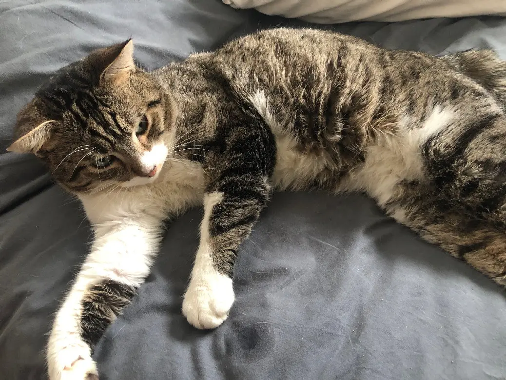 cat lost 2 Rue du Mitan 6211 Mellet Boubou