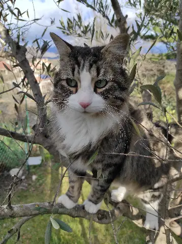 cat lost 2 Rue du Mitan 6211 Mellet Léon 