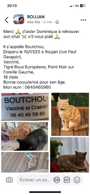 cat reunited   34320 Roujan Boutchou