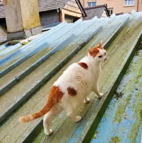 Chat Trouvé 35 Ille-et-Vilaine Rennes - Farfalle