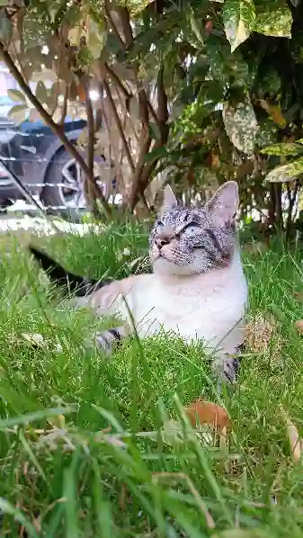 Chat Trouvé 35 Ille-et-Vilaine - Rubéus