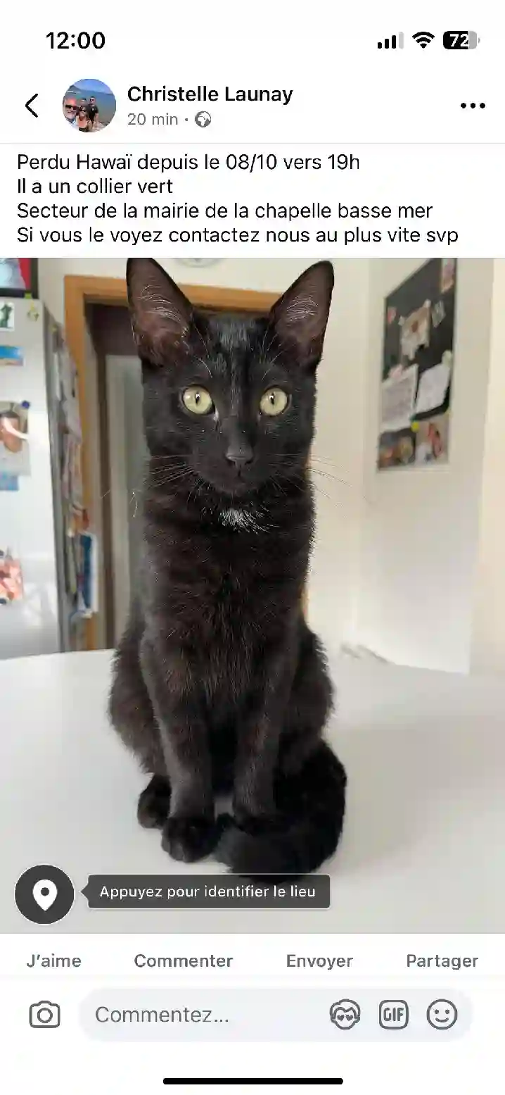 Chat Trouvé 44 Loire-Atlantique Divatte-sur-Loire - Hawaï