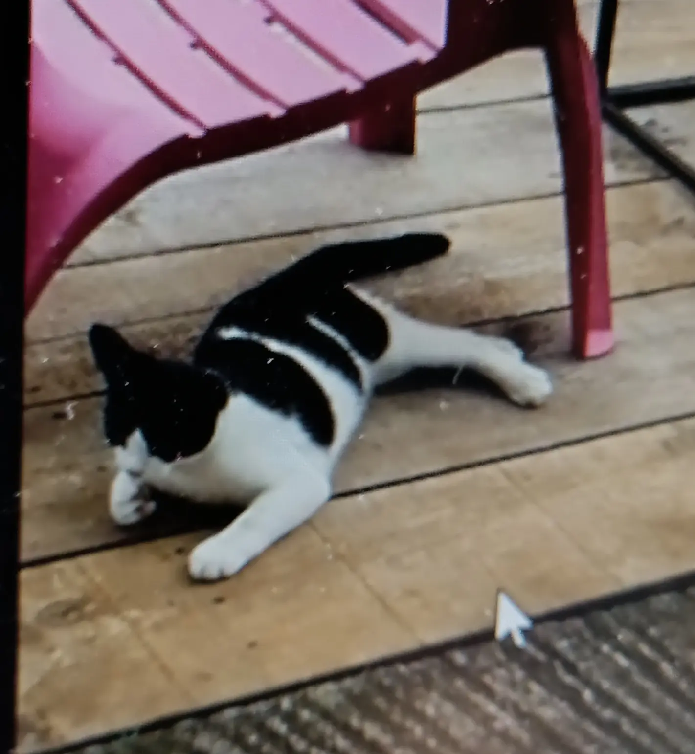 Chat Trouvé 53 Mayenne