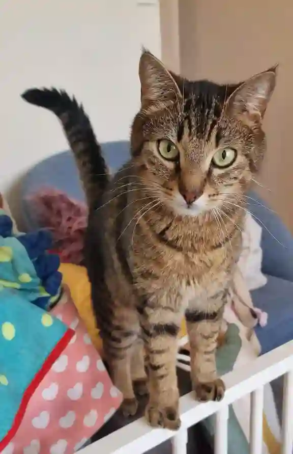 Chat Trouvé 62 Pas-de-Calais - Nougat