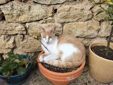 Chat Perdu 70 Haute-Saône - Thalès