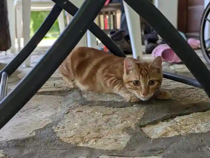 Chat Trouvé 85 Vendée - Milo