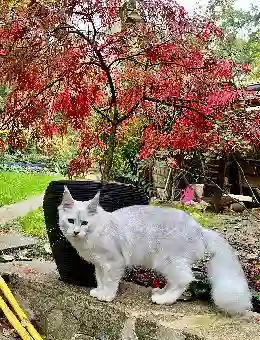 Chat Trouvé 91 Essonne - Prince