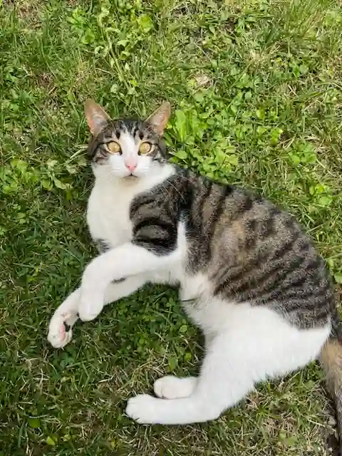 Chat Trouvé 93 Seine-Saint-Denis - Tintin