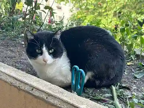 Chat Trouvé 94 Val-de-Marne - Oreo